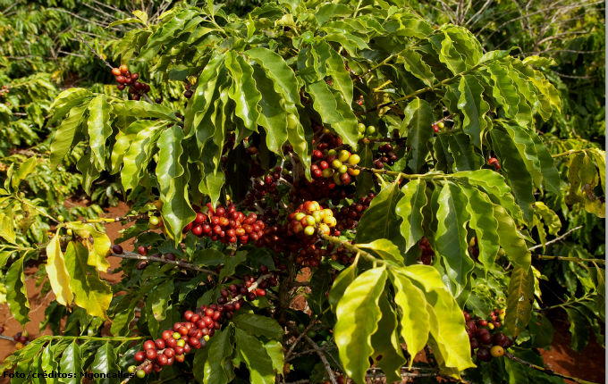A cafeicultura orgânica tem criado circunstâncias favoráveis, principalmente, para os pequenos e médios produtores