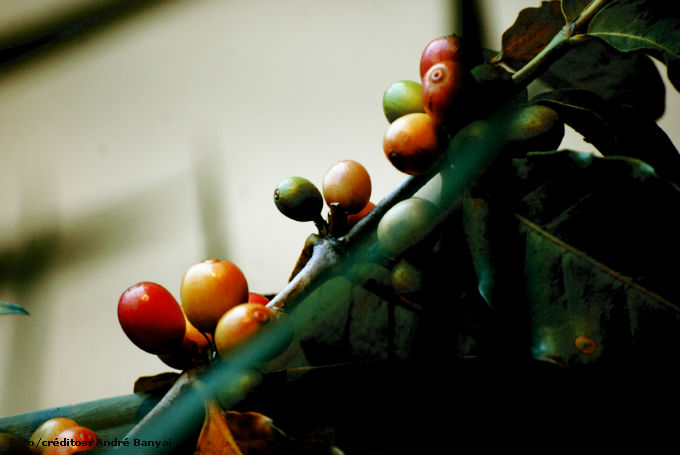 A agricultura orgânica é uma alternativa de atividade agrícola sustentável, ambientalmente equilibrada e socialmente justa