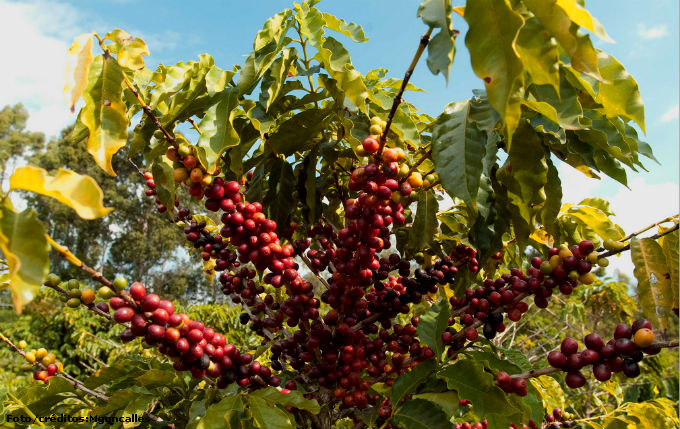 A busca por alimentos orgânicos tem aumentado em todo o mundo, principalmente para a produção de café