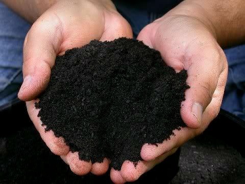Agricultura orgânica - conceitos e fundamentos de produção do café Agricultura orgânica - conceitos e fundamentos de produção do café