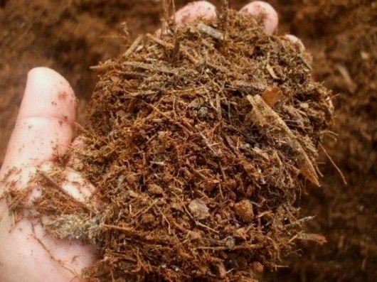 Agricultura orgânica - conceitos e fundamentos de produção do café Agricultura orgânica - conceitos e fundamentos de produção do café