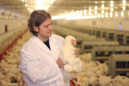 O abate, processamento e comercialização de animais muito leves, entre 42 e 45 dias, tem influência negativa sobre o faturamento O abate, processamento e comercialização de animais muito leves, entre 42 e 45 dias, tem influência negativa sobre o faturamento