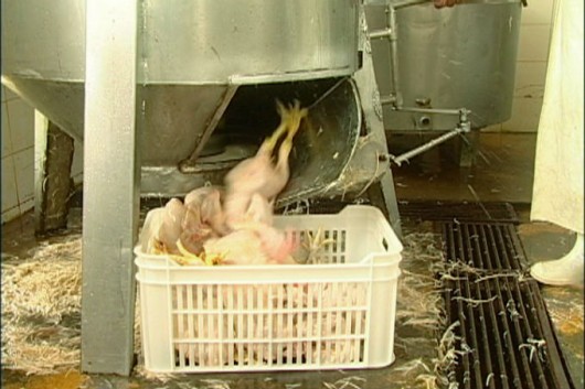 Frango de Corte - tratamento de resíduos nos abatedouros Frango de Corte - tratamento de resíduos nos abatedouros