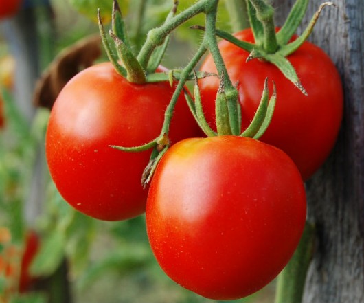 Tomate hidropônico - o sucesso do cultivo nesse sistema