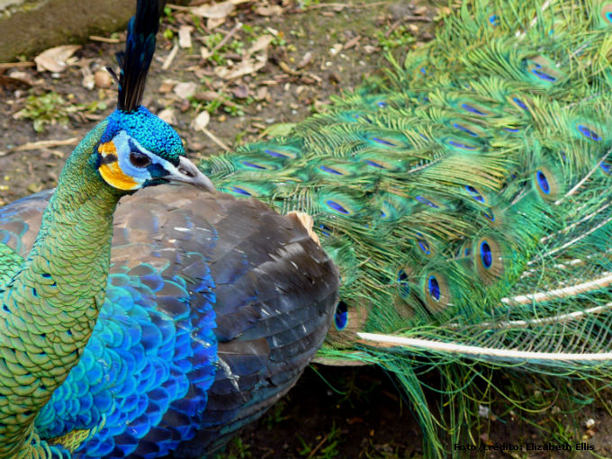 Quando as aves atingem seis meses, podem ser transferidas para os viveiros e ficar em contato com o solo