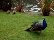 O investimento acessível é um dos principais motivadores para quem pretende iniciar uma criação de aves ornamentais O investimento acessível é um dos principais motivadores para quem pretende iniciar uma criação de aves ornamentais