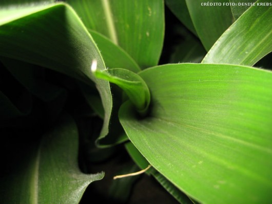 Milhos especiais - principais cultivares de milho pipoca Milhos especiais - principais cultivares de milho pipoca
