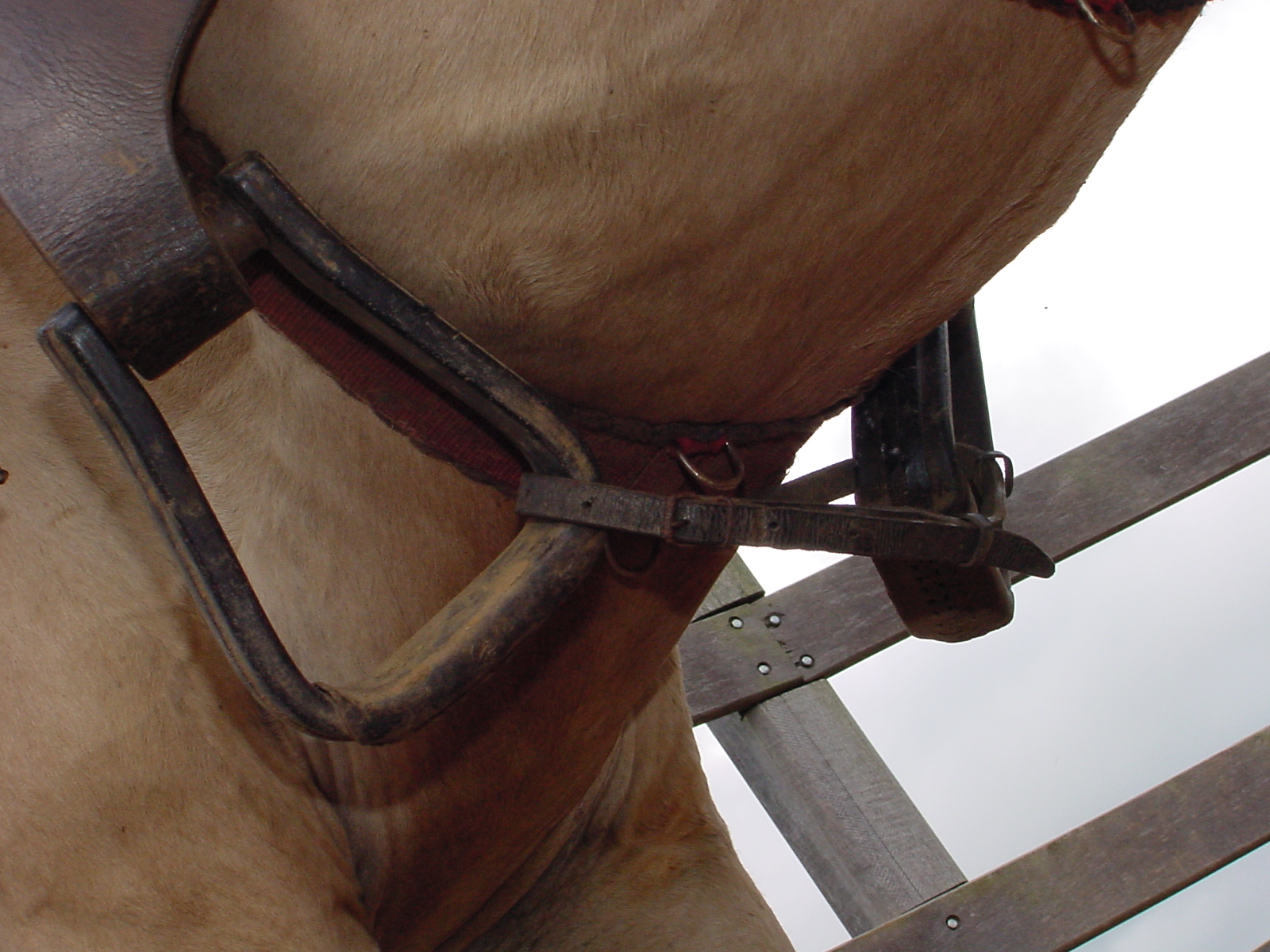 Se apertar muito a barrigueira, o cavalo sentirá um desconforto grande podendo vir a se deitar ou mesmo cair no chão