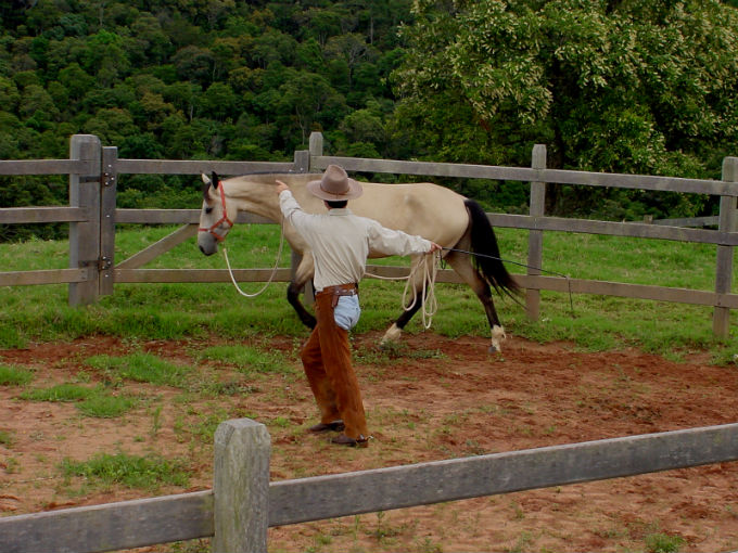 Rode o equídeo encilhado, no cabresto, até que ele o faça com desenvoltura