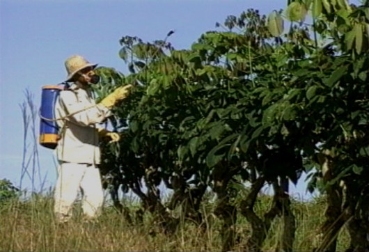 Pragas da Seringueira -  Percevejo ou  Mosca de Renda e Ácaro da Seringueira