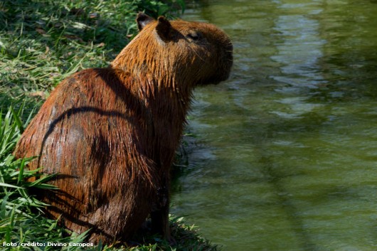 Além de exótica, a carne da Capivara é muito apreciada pelo mercado consumidor Além de exótica, a carne da Capivara é muito apreciada pelo mercado consumidor