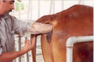 Coleta não cirúrgica de embriões bovinos Coleta não cirúrgica de embriões bovinos