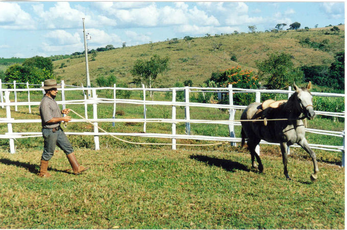 Quando o cavalo estiver rodando bem no cabresto, já selado, pode-se iniciar o charreteamento