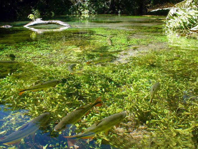Estando entrelaçados, floresta, animais e os seres humanos, afirmamos que a vida depende das florestas. Foto: Lubasi