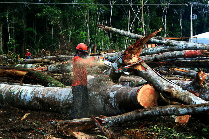 Nos últimos tempos, o índice de desmatamento de nossas florestas vem diminuindo a cada ano. Foto: Eduardo Santos