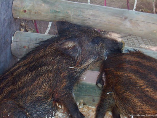 Abatedouro de animais silvestres -  as condições e o estado sanitário dos animais