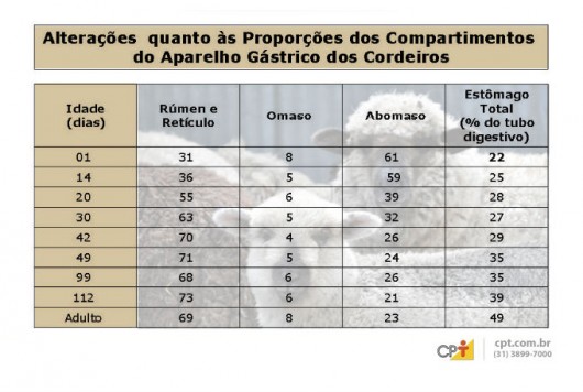 Cordeiros - o desmame tem grande importância  para um sistema de criação de qualidade