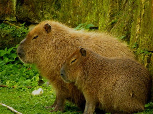 Capivara - equipamentos necessários para a criação em cativeiro Capivara - equipamentos necessários para a criação em cativeiro