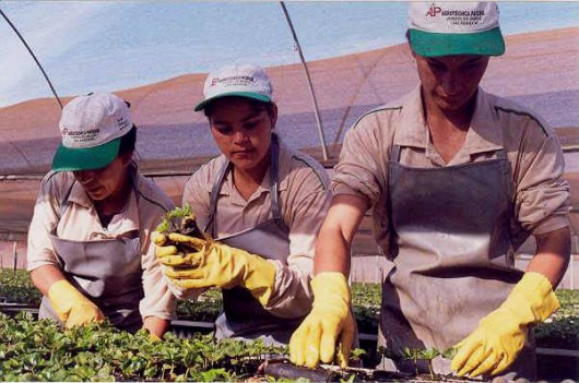 Café orgânico - produção de mudas de meio ano e de um ano Café orgânico - produção de mudas de meio ano e de um ano
