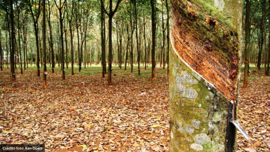 Doenças da Seringueira - Oídio, Mancha Concêntrica e Mancha Alternaria Doenças da Seringueira - Oídio, Mancha Concêntrica e Mancha Alternaria