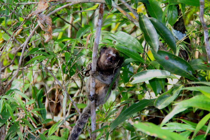 É necessário que o condutor ecológico conheça aspectos da fauna, flora e do relevo local. Foto: Cecília Heinen