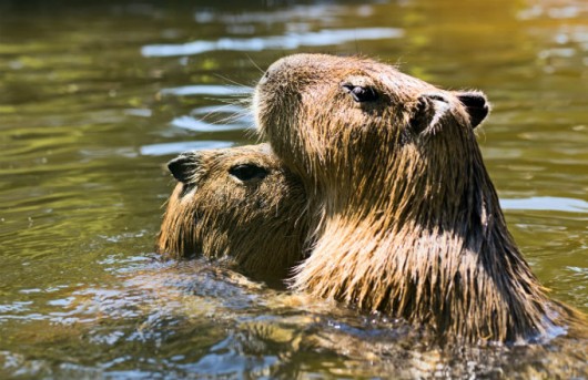 Capivara - instalações para a criação em cativeiro em sistema intensivo de produção Capivara - instalações para a criação em cativeiro em sistema intensivo de produção