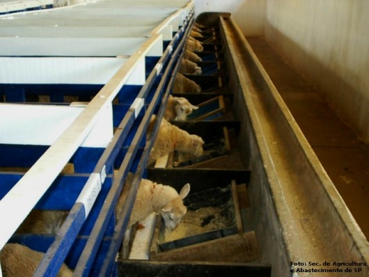Cordeiros - sistema de confinamento tem forte influência na qualidade da carne Cordeiros - sistema de confinamento tem forte influência na qualidade da carne