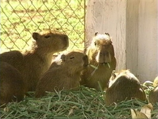 Capivara - piquetes de reprodução em sistema intensivo de criação Capivara - piquetes de reprodução em sistema intensivo de criação