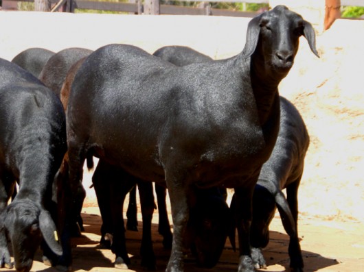Ovinocultura - manejo produtivo e eficiente do rebanho garante a lucratividade Ovinocultura - manejo produtivo e eficiente do rebanho garante a lucratividade