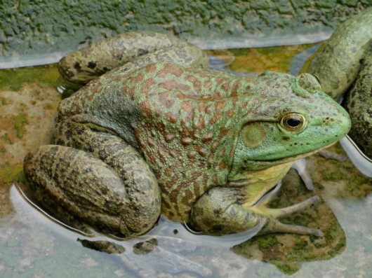 Criação de rãs - saiba como é feito o manejo em cativeiro