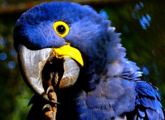 Biomas do Brasil - biodiversidades nacionais que devem ser conservadas. Foto: Ana_Cotta Biomas do Brasil - biodiversidades nacionais que devem ser conservadas. Foto: Ana_Cotta