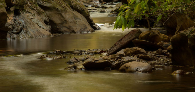 As florestas possuem grande biodiversidade, em função de alta temperatura e precipitações. Foto Moisés Silva Lima