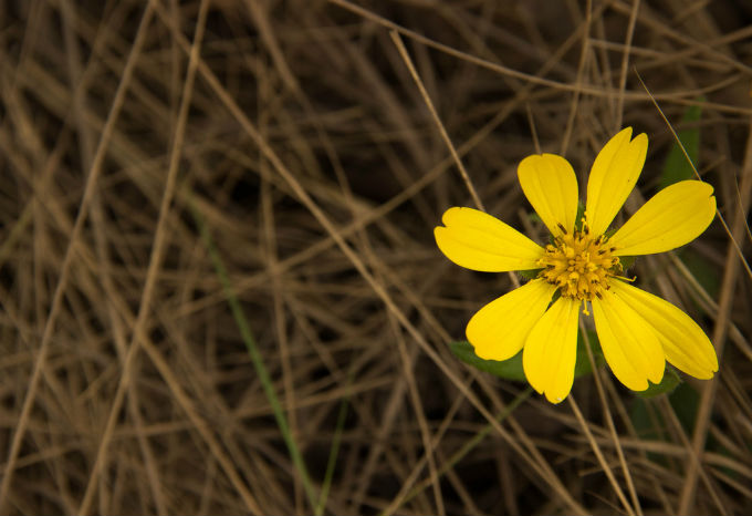 Bioma é um conjunto de espécies animais e vegetais (biodiversidades) que vivem em formações vegetais vizinhas. Foto Moisés Silva Lima