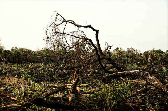 Os biomas florestais degradados por desmatamentos e queimadas ficam com o biótopo desabitado. Foto Otávio Nogueira