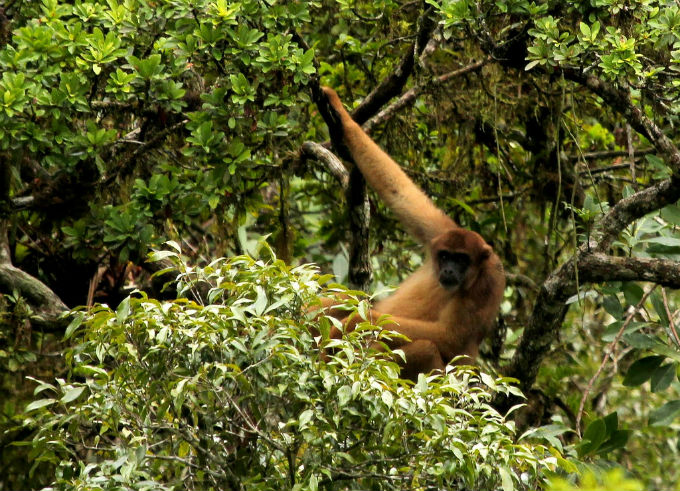 O bioma mais ameaçado é a Mata Atlântica, segundo bioma mais próximo da extinção. Foto Cinara Conessa