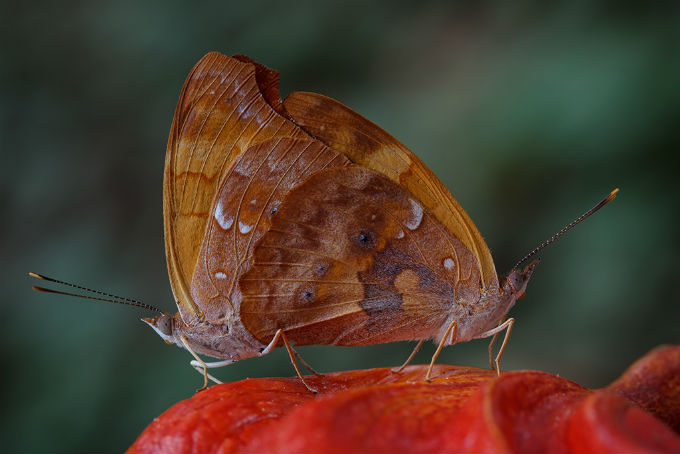 Biomas são as populações de organismos da fauna e da flora interagindo entre si e com o ambiente físico. Foto José Roberto Peruca