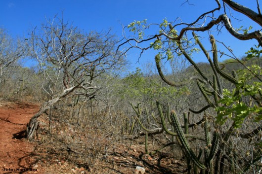 Biomas do Brasil - Caatinga Biomas do Brasil - Caatinga