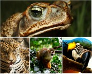 A fauna Amazônica compreende 4.211 espécies, 80% das espécies animais do Brasil e 9% do total mundial A fauna Amazônica compreende 4.211 espécies, 80% das espécies animais do Brasil e 9% do total mundial