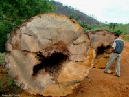 Região de vasta riqueza em recursos naturais, a Amazônia tem grandes estoques de madeira, borracha, castanha, peixes e outros Região de vasta riqueza em recursos naturais, a Amazônia tem grandes estoques de madeira, borracha, castanha, peixes e outros