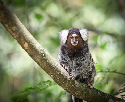 Biomas do Brasil - Mata Atlântica. Foto: Luciano Marra Biomas do Brasil - Mata Atlântica. Foto: Luciano Marra