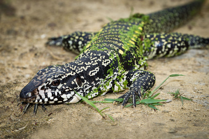 Biomas do Brasil - Riquezas da Mata Atlântica. Foto: Bart Van Dorp