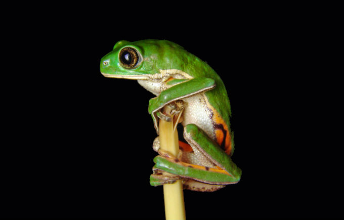 Biomas do Brasil - Riquezas da Mata Atlântica. Foto: Gustavo Lazarini