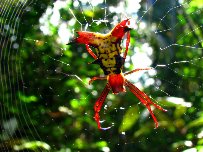 Biomas do Brasil - Riquezas da Mata Atlântica. Foto: João Vitor de Lacerda Gonzaga