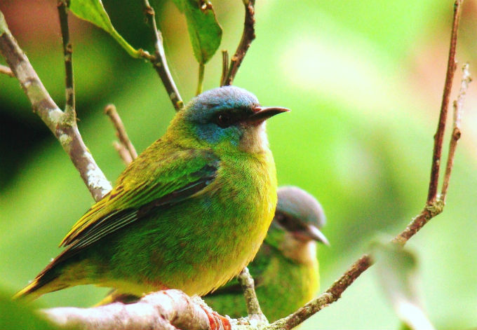 Biomas do Brasil - Riquezas da Mata Atlântica. Foto: Jonatas Cunha