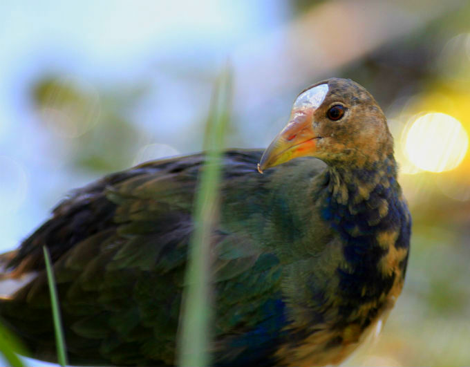 Biomas do Brasil - Riquezas da Mata Atlântica. Foto: Luciano Marra