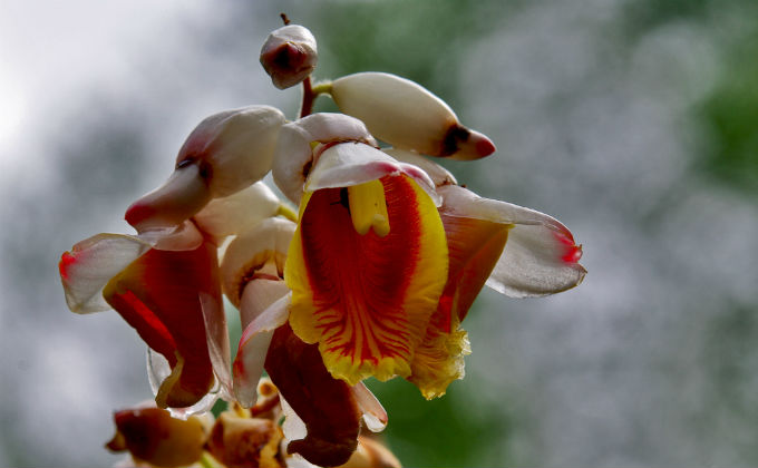 Biomas do Brasil - Riquezas da Mata Atlântica. Foto: Otávio Nogueira