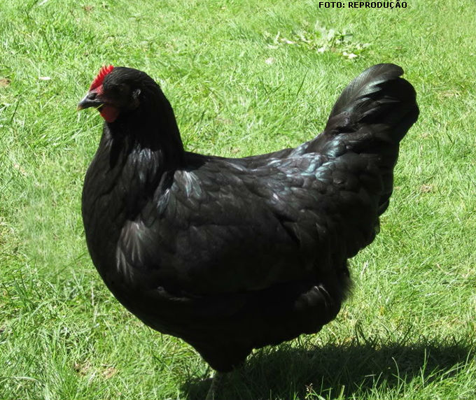 A galinha ornamental Gigante Negro é originária dos Estados Unidos (New Jersey) e apresenta uma bela plumagem, nas cores ardósia e verde.