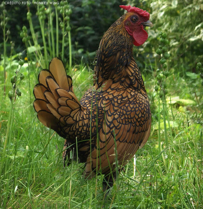 A galinha ornamental Sebright é originária da Inglaterra, com o tamanho variando entre 570 e 625 g, sendo considerada uma galinha em miniatura.