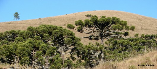 Biomas do Brasil - Mata dos Pinhais ou Mata de Araucárias Biomas do Brasil - Mata dos Pinhais ou Mata de Araucárias