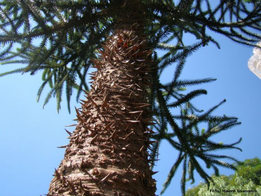 Biomas do Brasil - Mata dos Pinhais ou Mata de Araucárias Biomas do Brasil - Mata dos Pinhais ou Mata de Araucárias